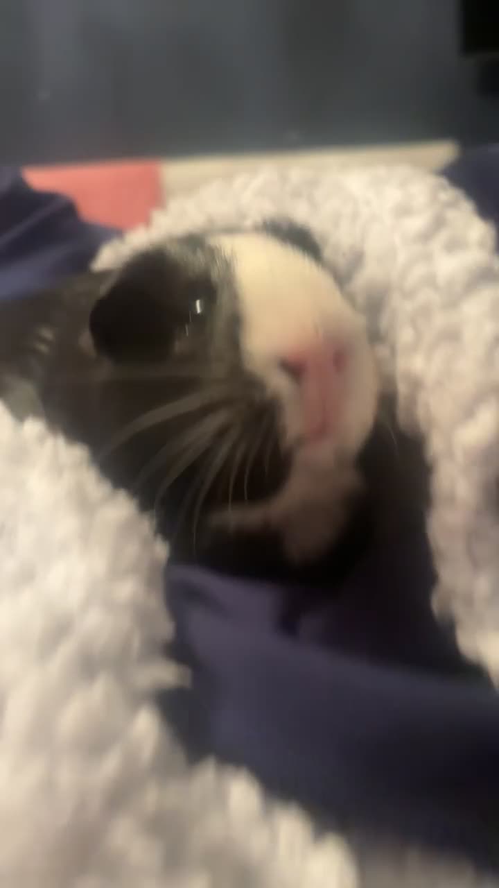 Guinea Pig rodents for sale: Three female guinea pigs  - Video 3