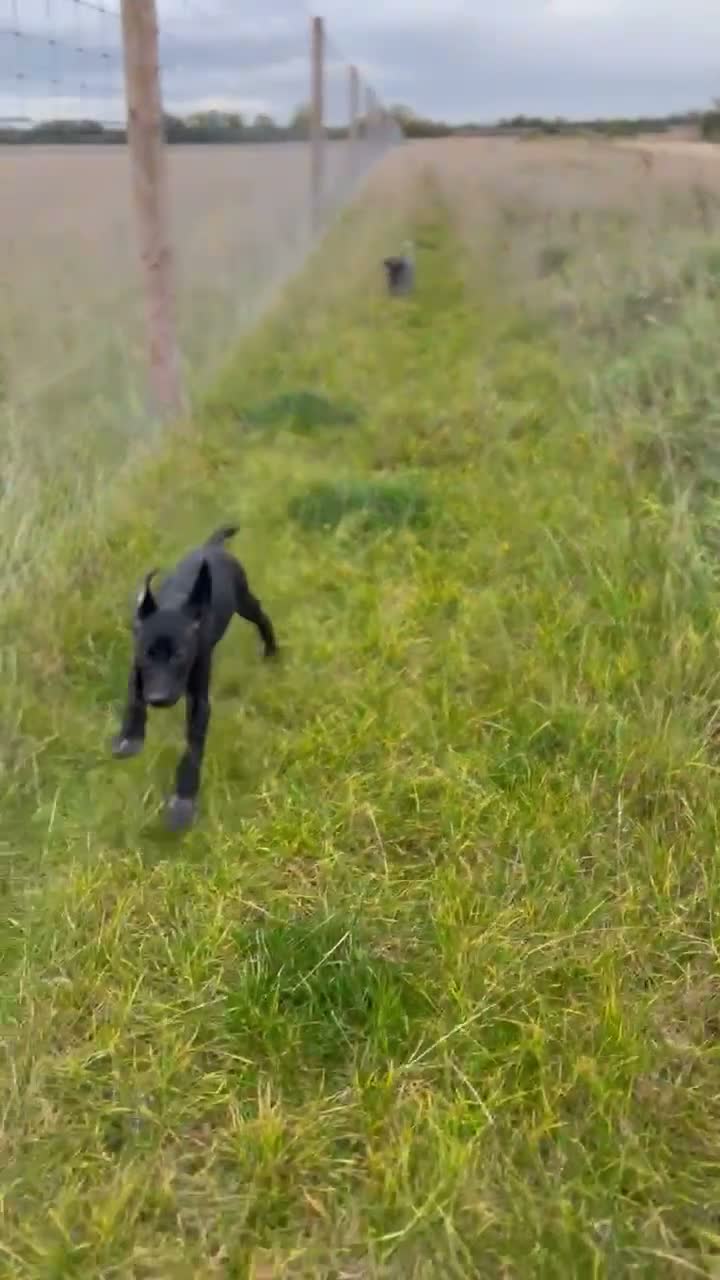 Mixed Breed dogs for sale: 🏆Exceptional GSP bloodlines,  last boys!  - Video 1