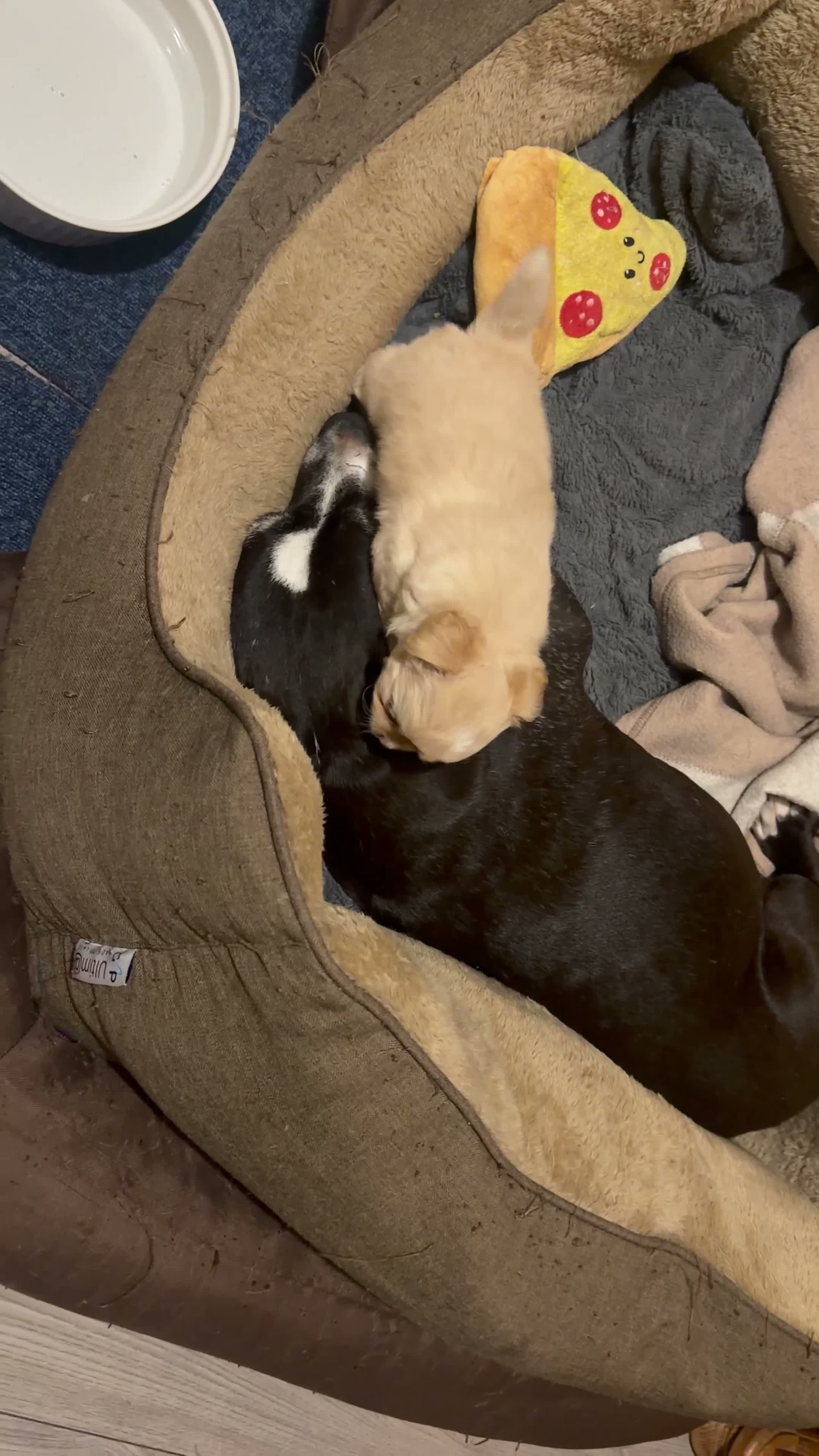 Chihuahua dogs for sale: Beautiful chihuahua boy - Video 2
