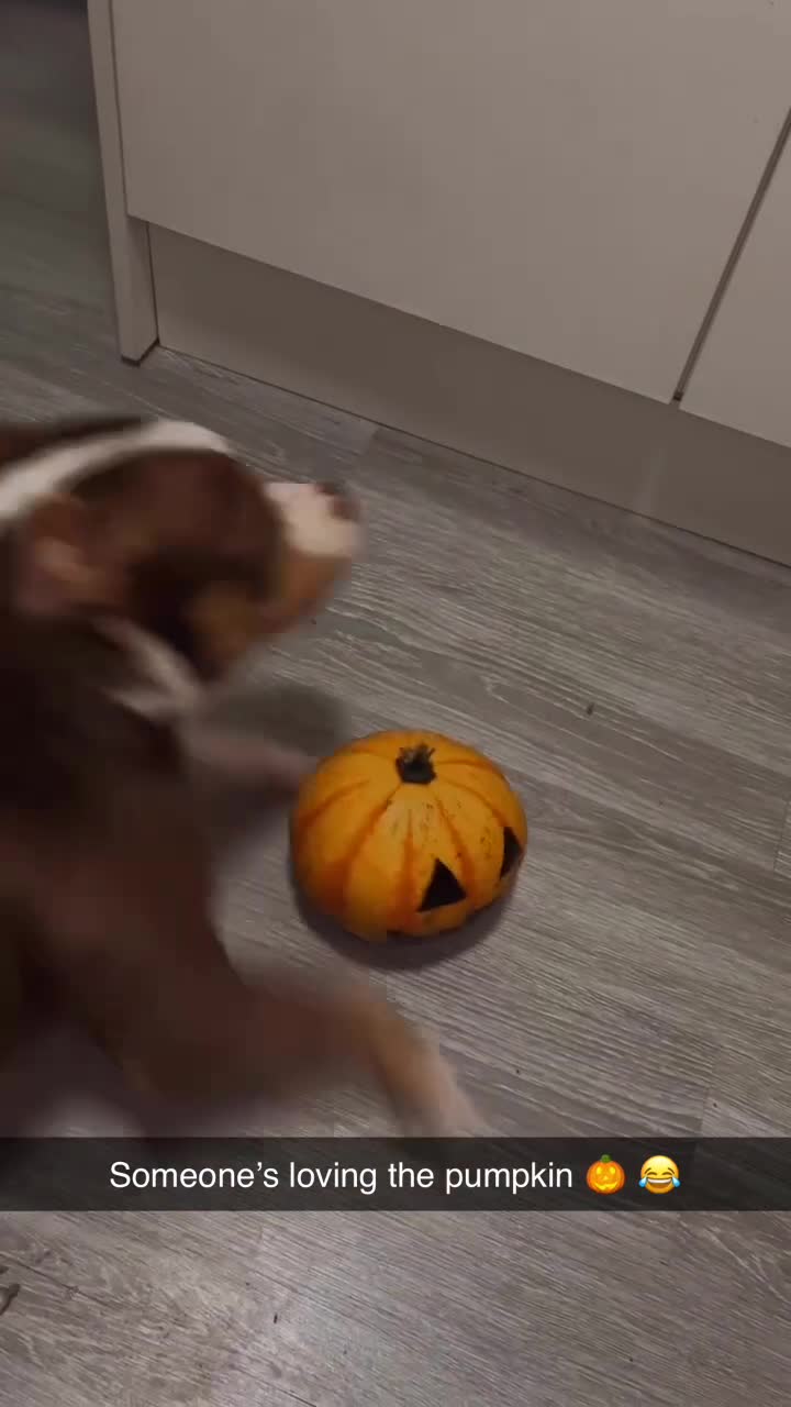 Mixed Breed dogs for sale: Bonnie (Staffy + pocket bully)  - Video 1