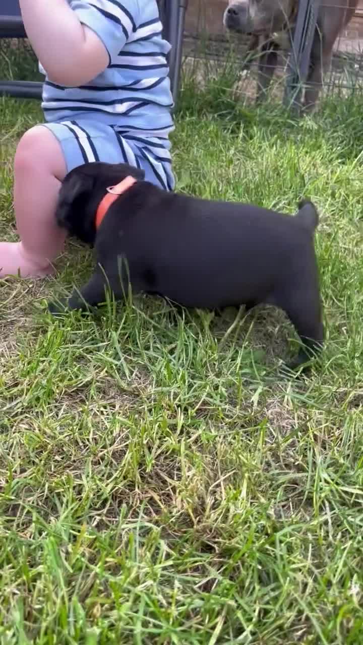 Staffordshire Bull Terrier dogs for sale: 2 fully DNA tested KC staff puppies  in Milton Keynes - Video 1