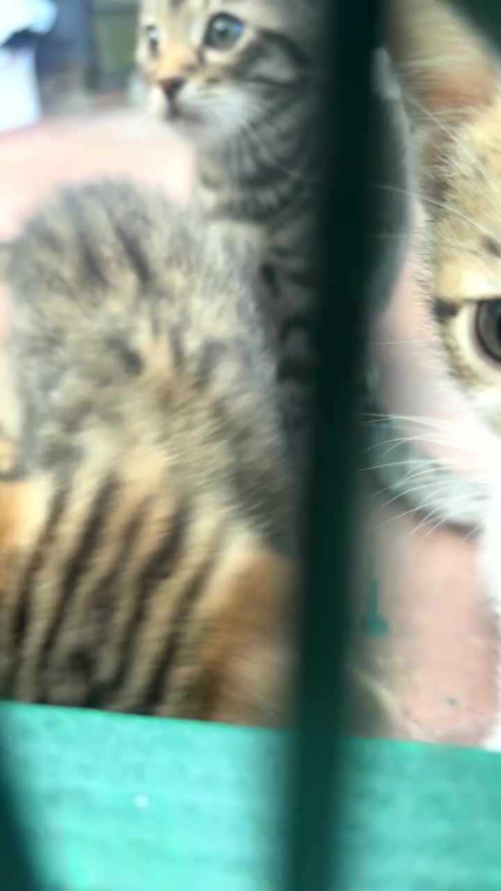 Mixed Breed cats for sale: Mix bengals kittens for sale in Liverpool - Video 3