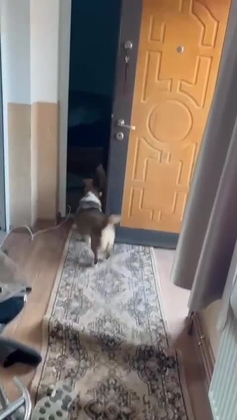 Mixed Breed dogs for adoption: BELLA -  a superb little girl, for a Loving Home - Video 3