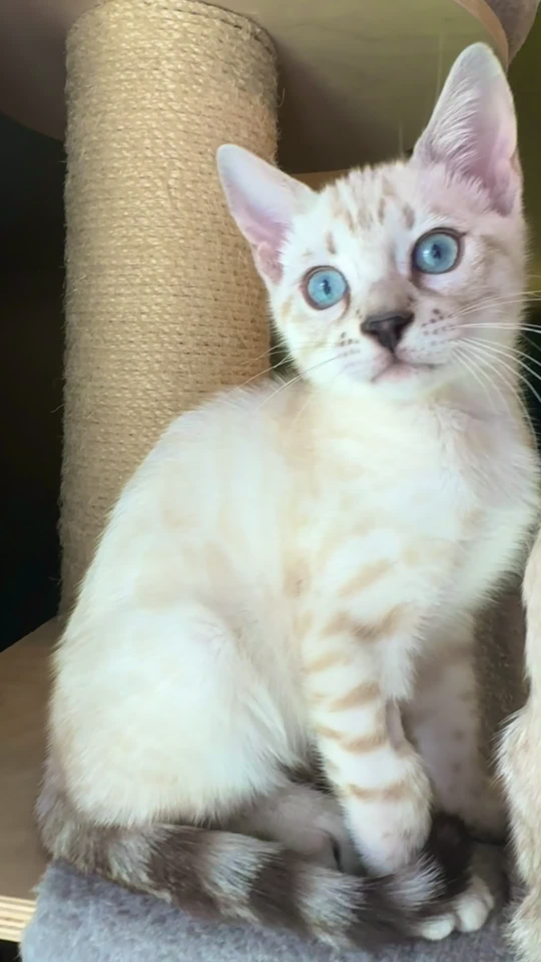 Bengal cats for sale: ❄️🏆STUNNING SNOW BENGALS. TICA REGISTERED. 😻🏆❄️ - Video 1