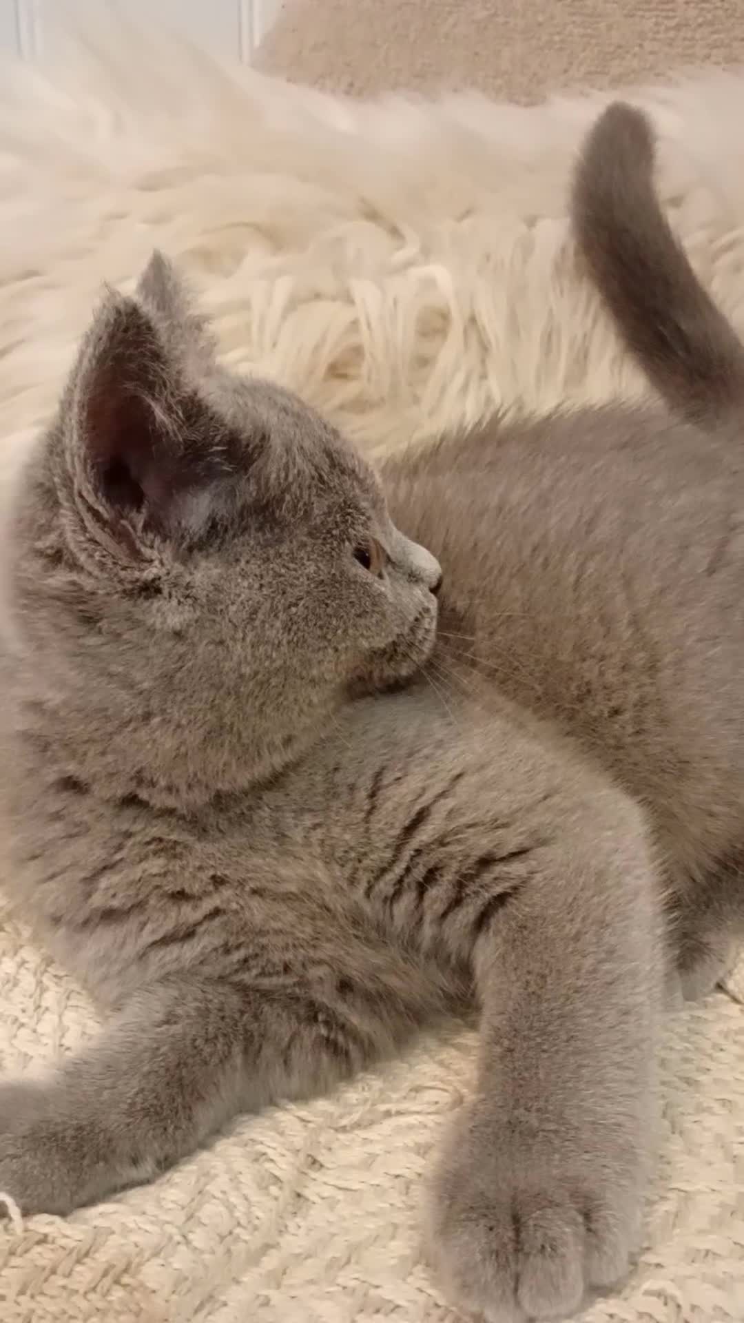 British Shorthair cats for sale: Gccf British short hair kittens ready to leave - Video 3