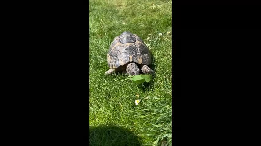 Tortoise reptiles for sale: Spur-Thighed (testudo graeca) tortoises  in Bexleyheath - Video 2