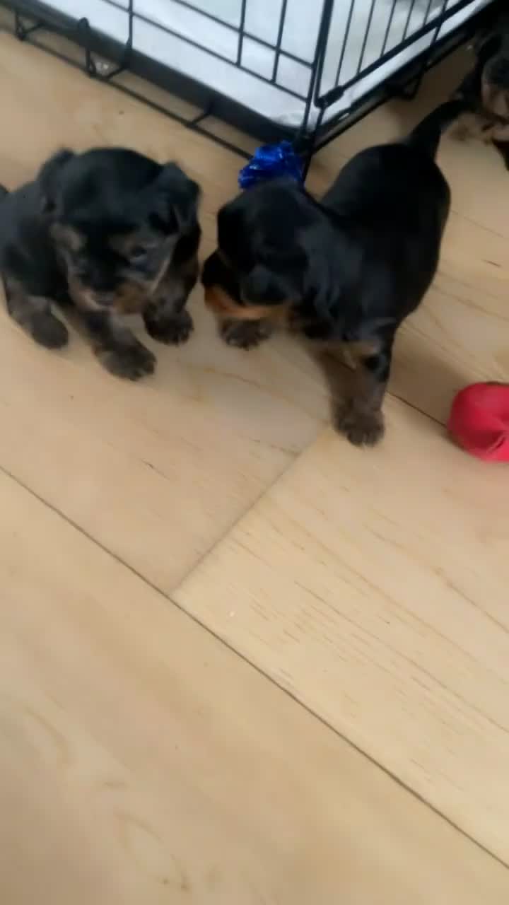 Yorkshire Terrier dogs for sale: mini YORKSHIRE TERRIER - Video 1