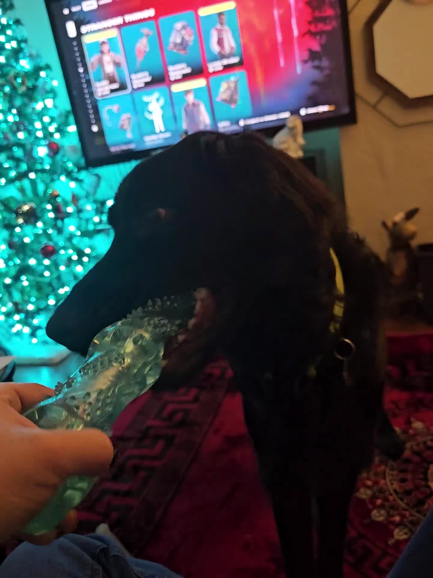 Mixed Breed dogs for sale: Newshep setter - Video 1