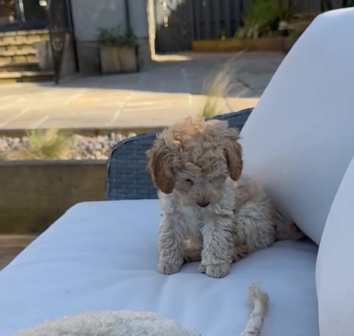 Toy Poodle dogs for sale: KC Registered Pedigree Toy Poodle Boy Ready Now - Video 1