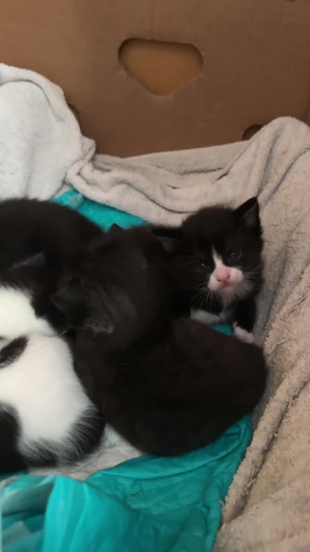 British Shorthair cats for sale: Healthy 8-Week-Old Kittens – Loving Homes Only - Video 1