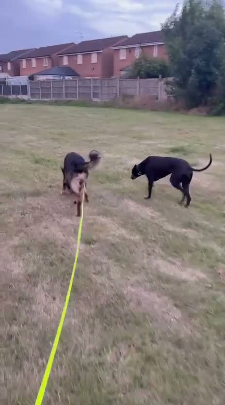 German Shepherd dogs for sale: Barney 2 year old German shepherd male  in Hyde - Video 1