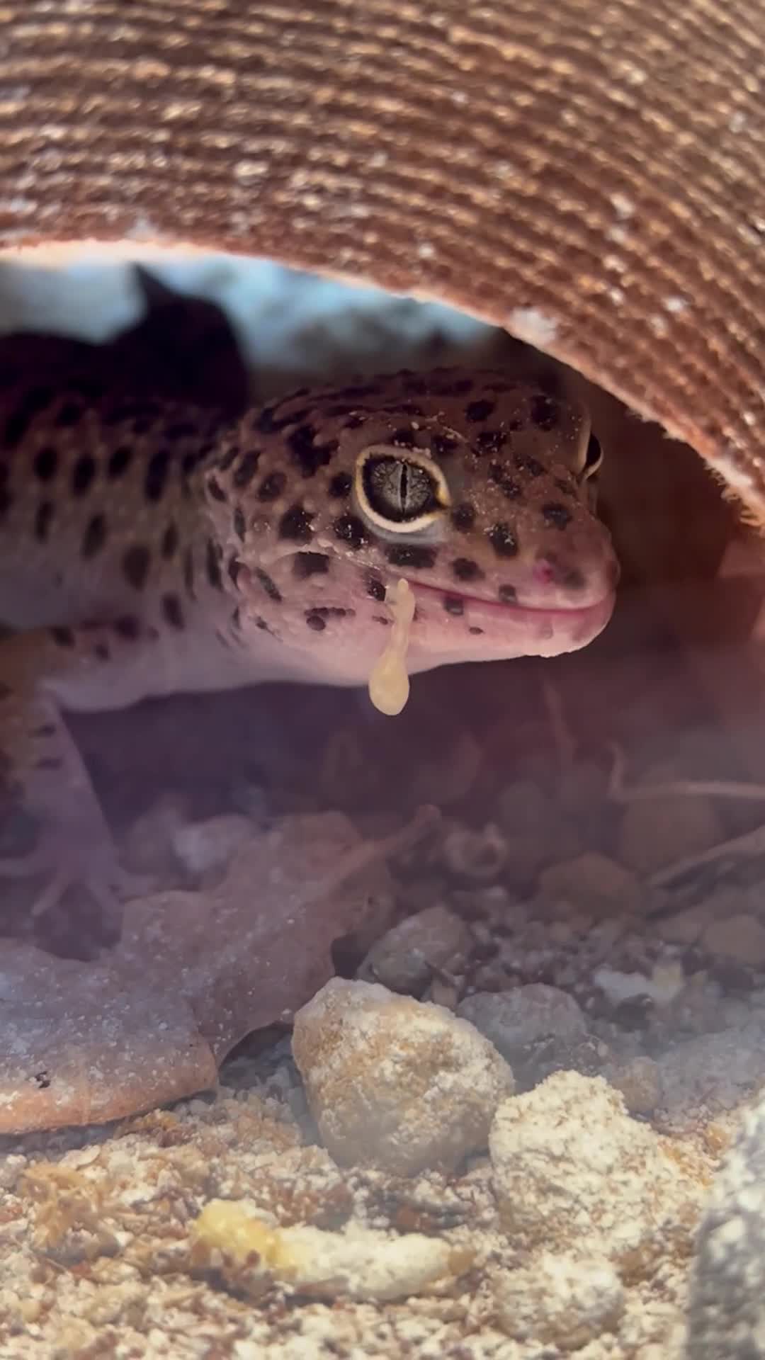 Leopard Gecko reptiles for sale: Rehoming Leopard Gecko - Video 1