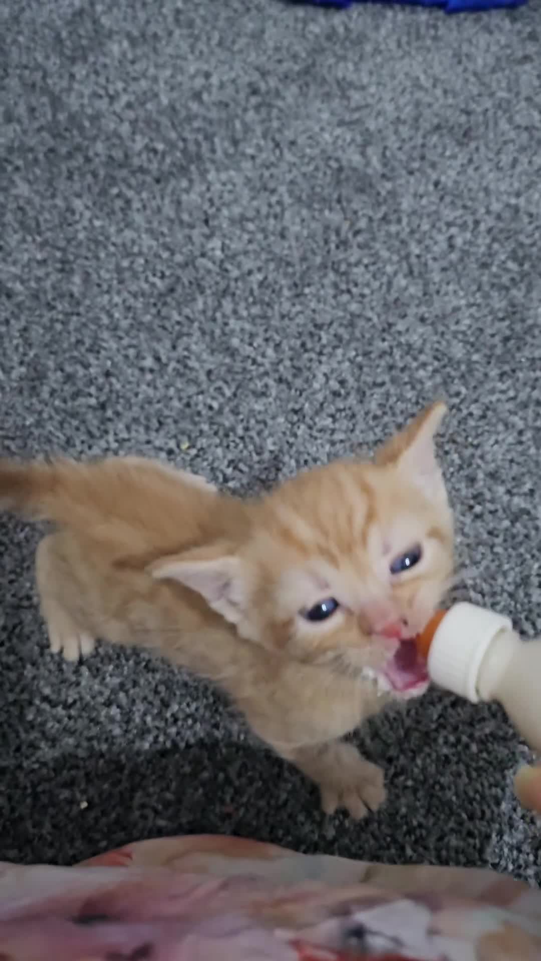 Domestic Shorthair cats for sale: Kittens for sale  in Ilford - Video 1