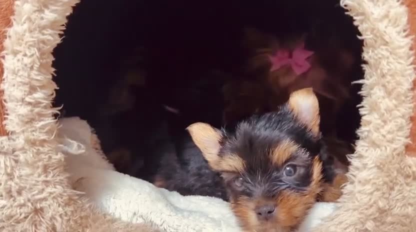 Yorkshire Terrier dogs for sale: True Mini Yorkie Puppies - Video 5