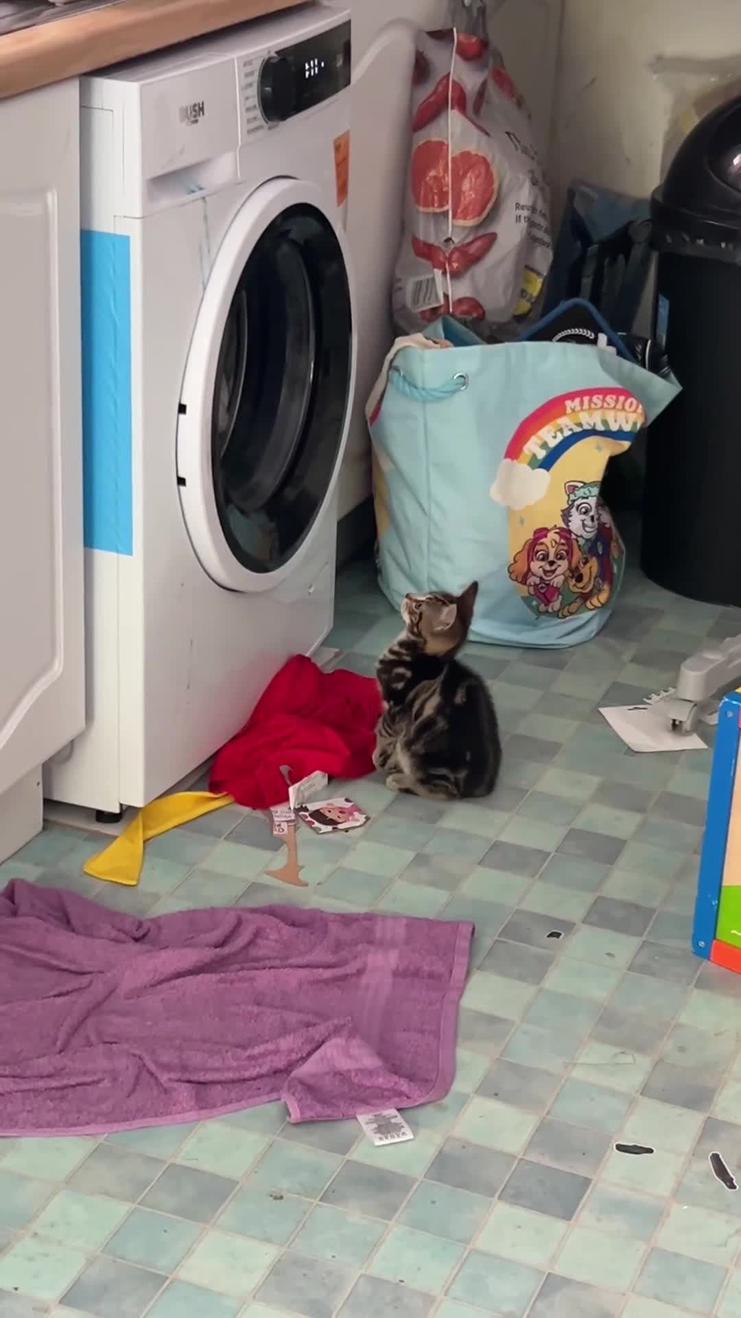 Bengal cats for sale: Beautiful Bengal x tabby mixed kitten  - Video 1