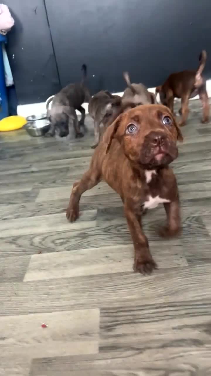 Mixed Breed dogs for sale: 7 presa canario cross  - Video 1