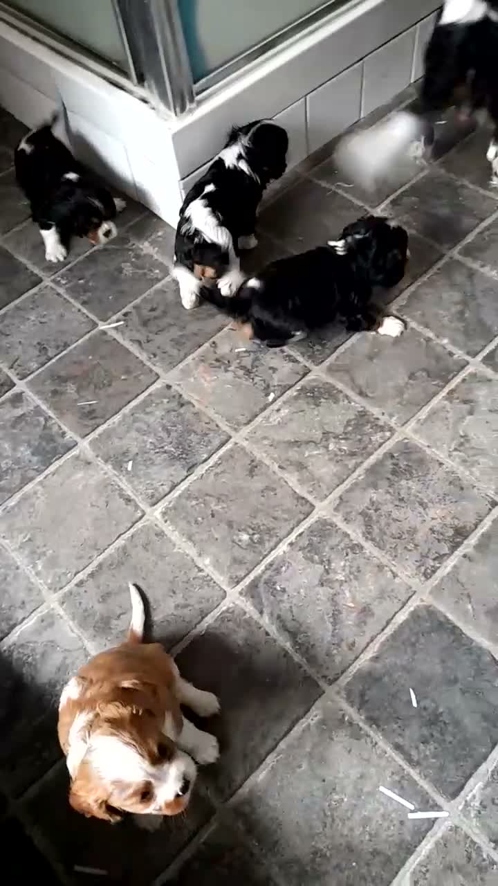 Cavalier King Charles Spaniel dogs for sale: Cavalier king charles pups - Video 1