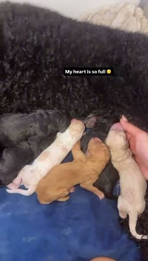Standard Poodle dogs for stud: For stud not sale stunning standard poodle  - Video 1