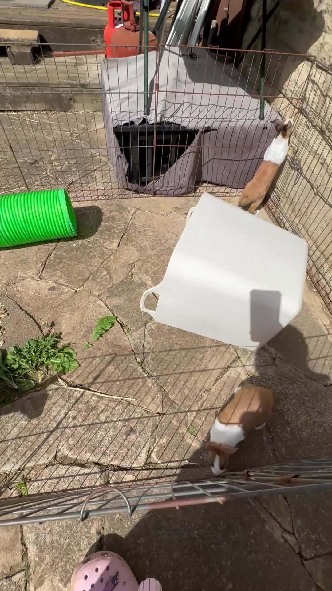 Dutch rabbits for sale: Beautiful Baby Dutch Bunnies 8 weeks old  - Video 1