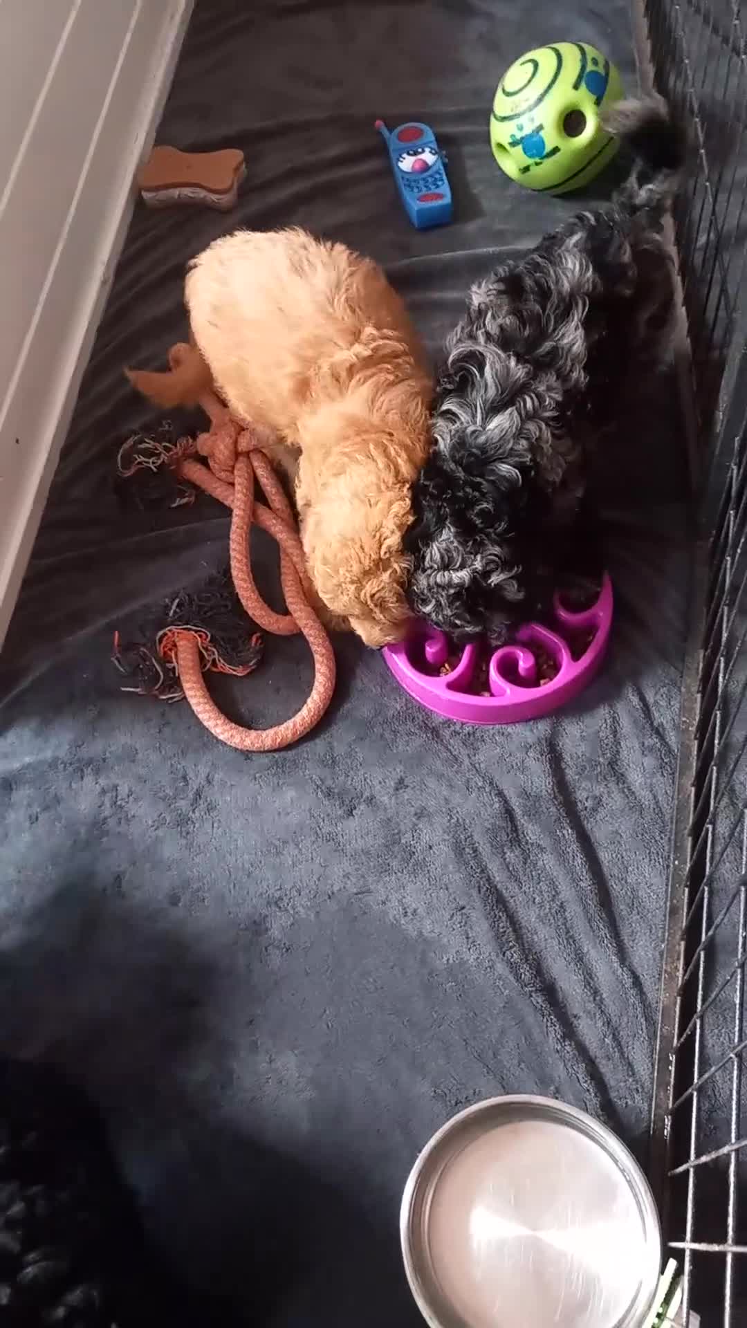 Cockapoo dogs for sale: Beautiful colourful Cockapoo puppies - Video 5