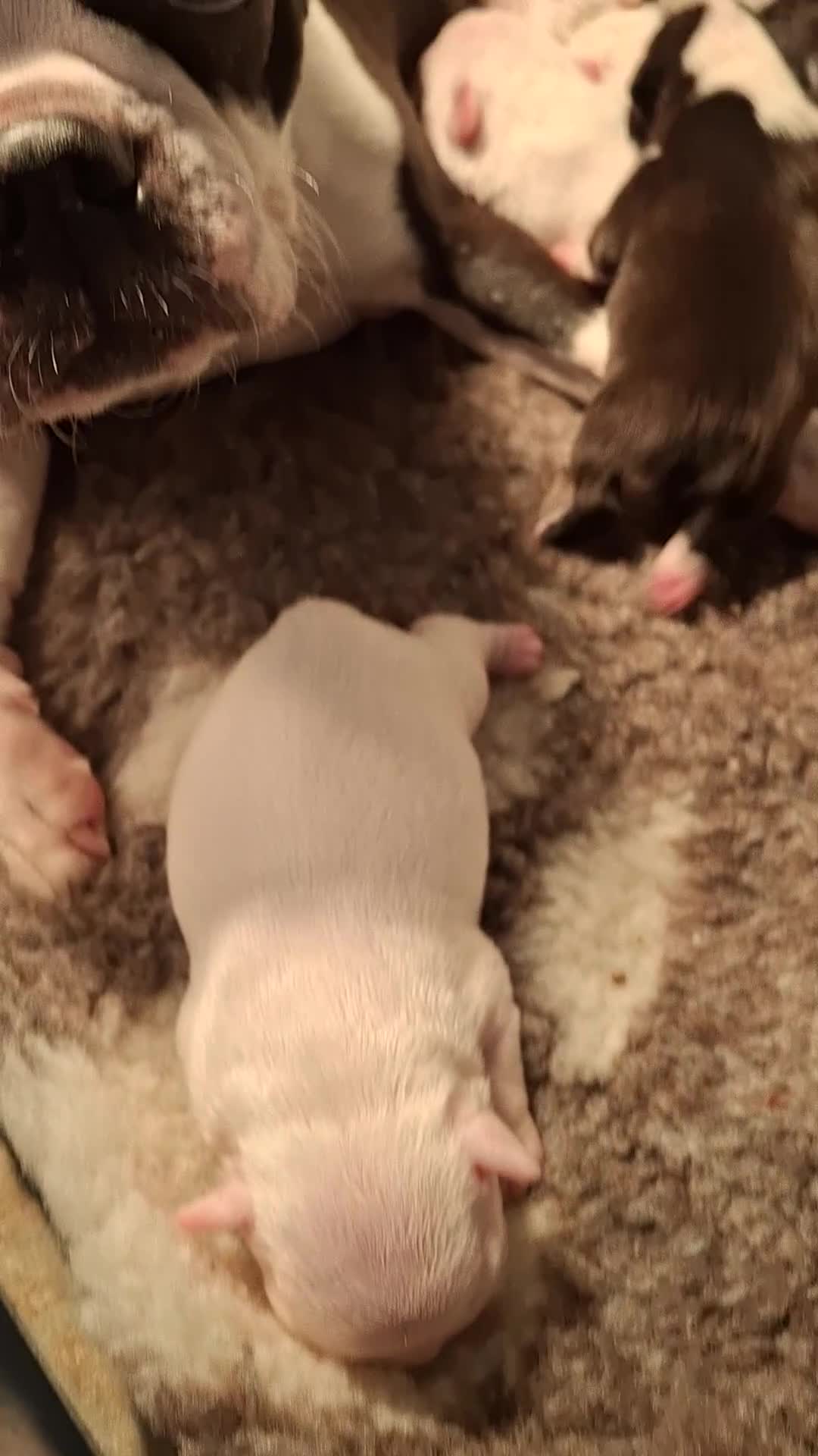 Boston Terrier dogs for sale: 5 Stunning Boston Terriers Boys - Video 1