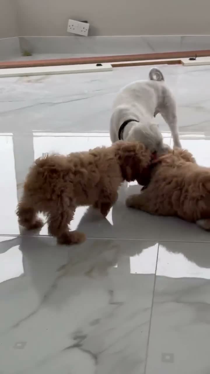 Shihpoo dogs for sale: REDUSEC Two left- SHIHPOO × TOY POODLE PUPPIES - Video 1