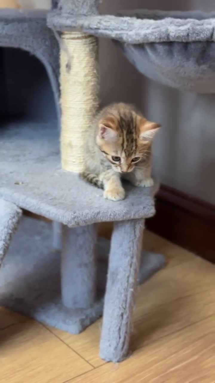 Mixed Breed cats for sale: Cute Kittens - Video 4