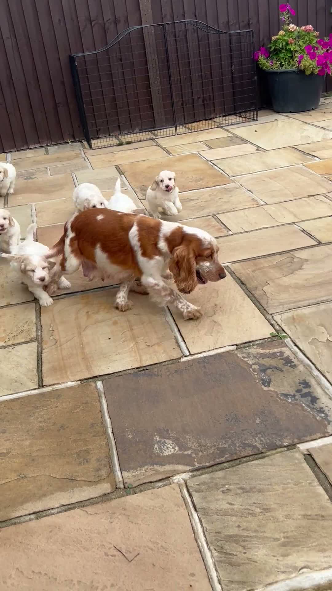 Cockapoo dogs for sale: Beautiful cockapoo puppies  - Video 1