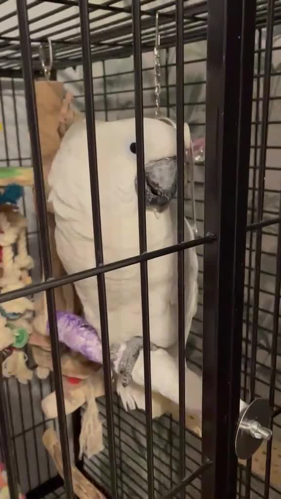 Cockatoo birds for sale: Stunning 10 month old Umbrella Cockatoo - Video 2