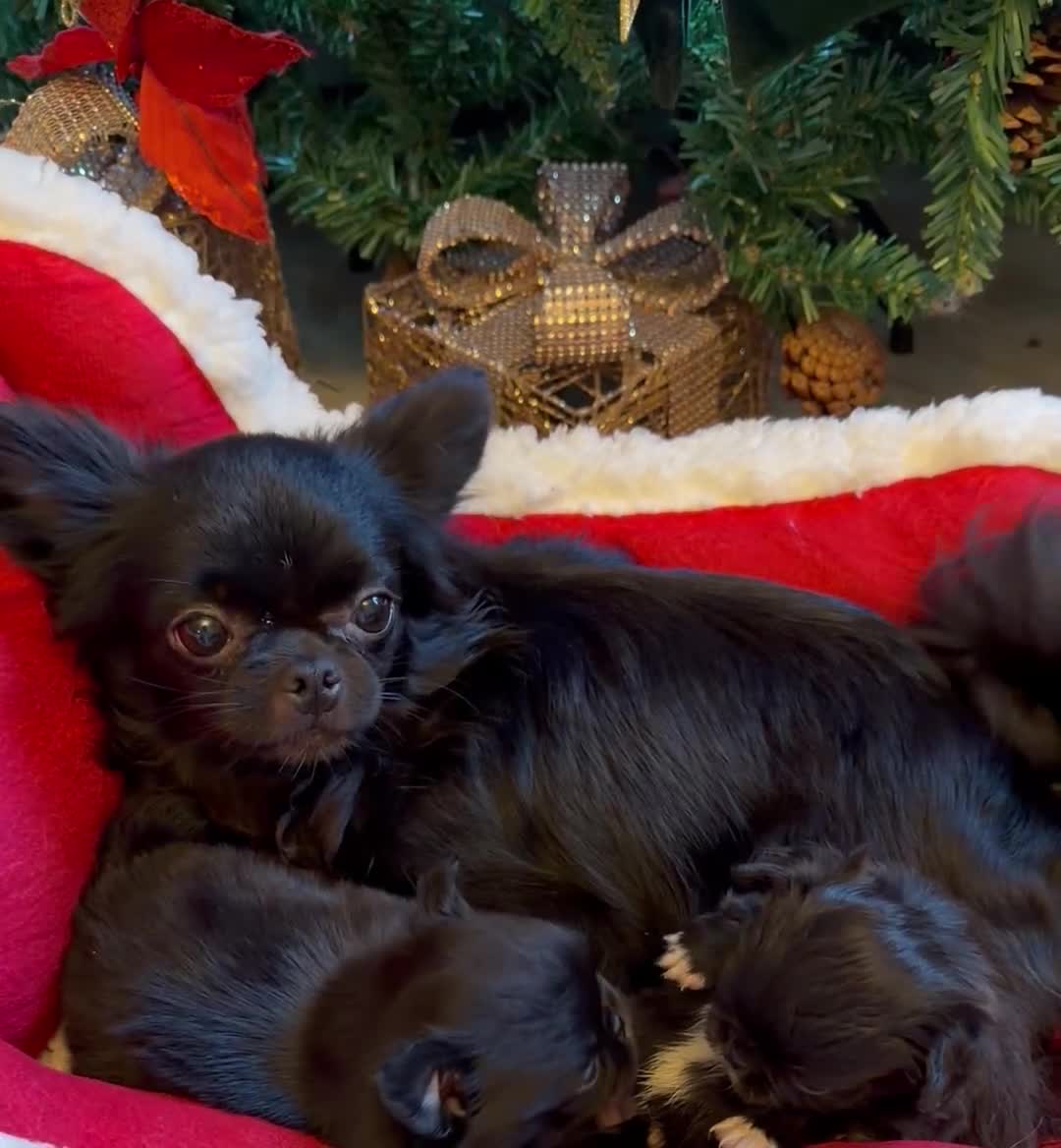 Chihuahua dogs for sale: incredible black long coat girl - Video 1