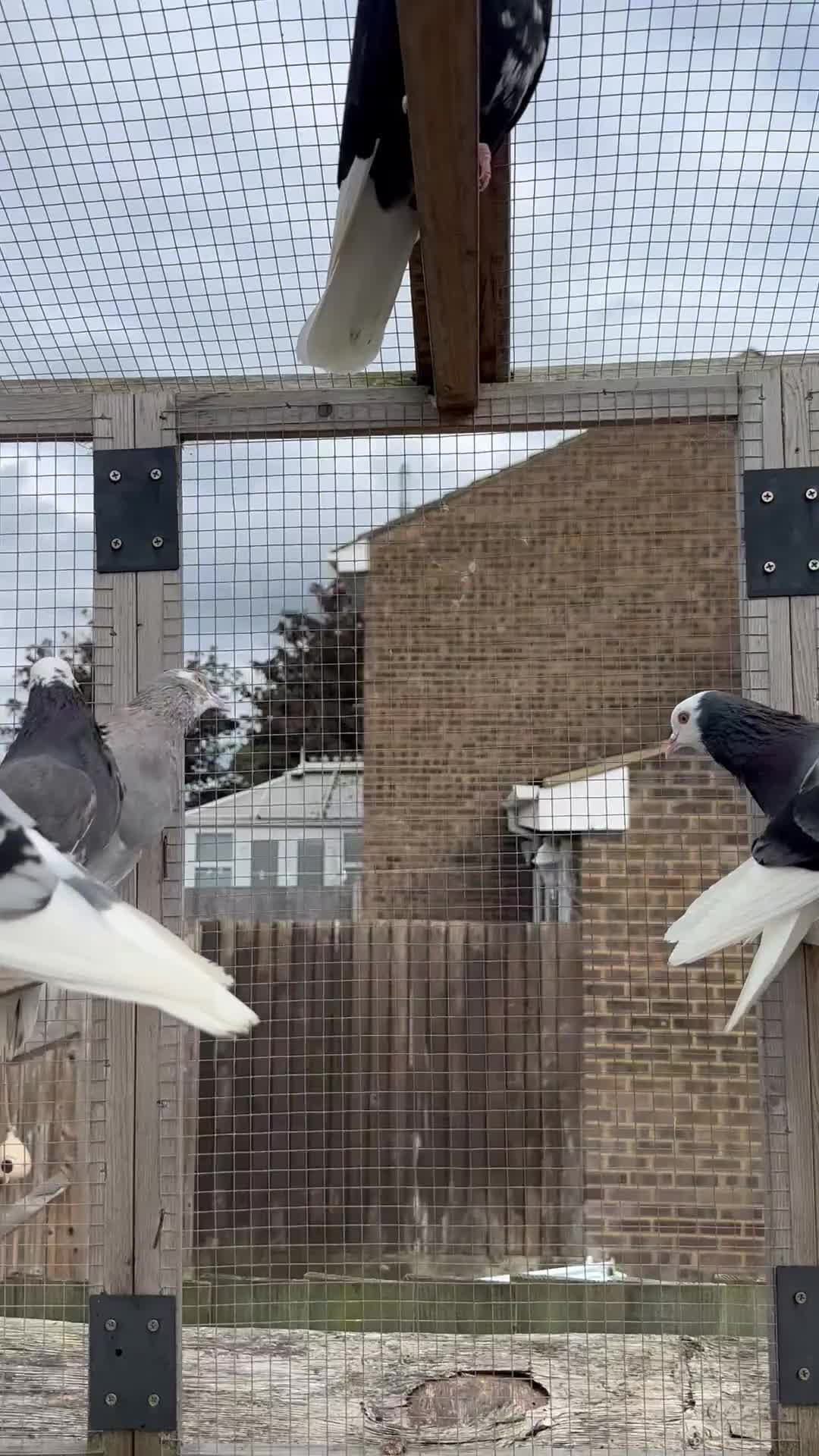 Pigeons birds for sale: Quality pigeons for sale  - Video 1