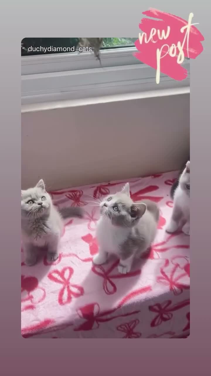 British Shorthair cats for sale: Beautiful GCCF kittens - Ready Now  - Video 3