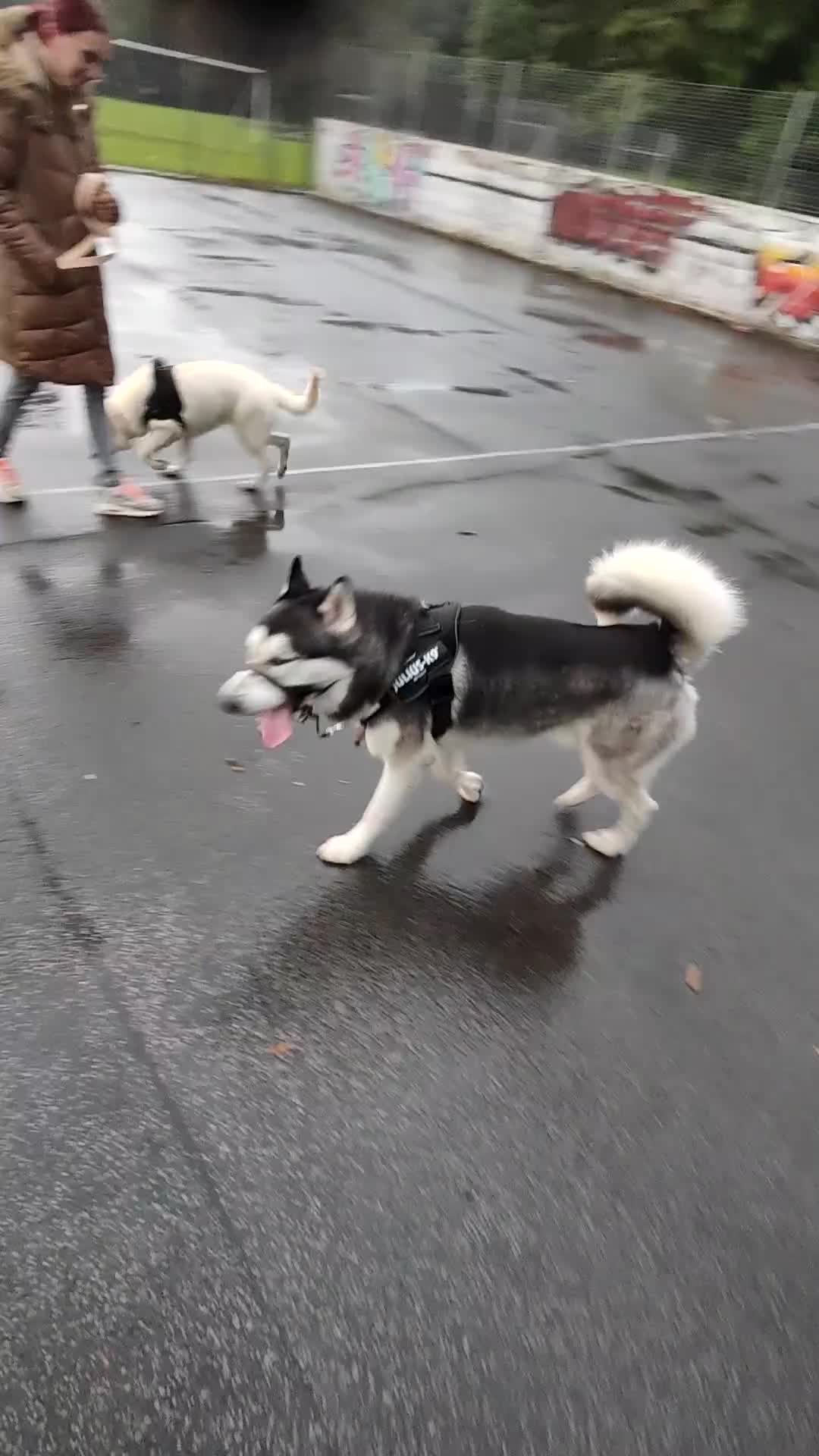 Siberian Husky dogs for sale: Loving 2-Year Old Husky Looking for a Forever Home - Video 2