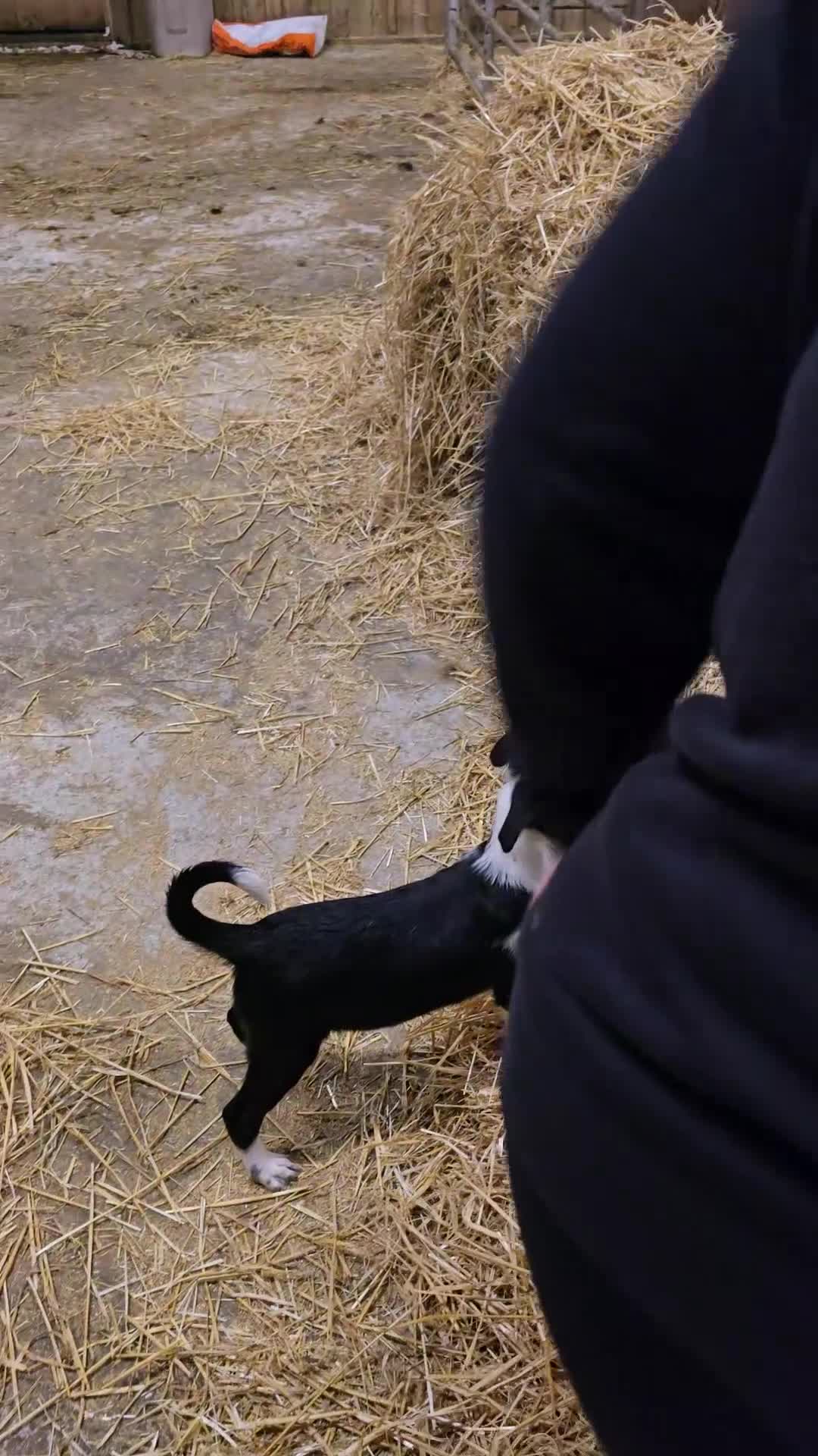 Mixed Breed dogs for sale: 2 Female Collie pups for sale - Video 1