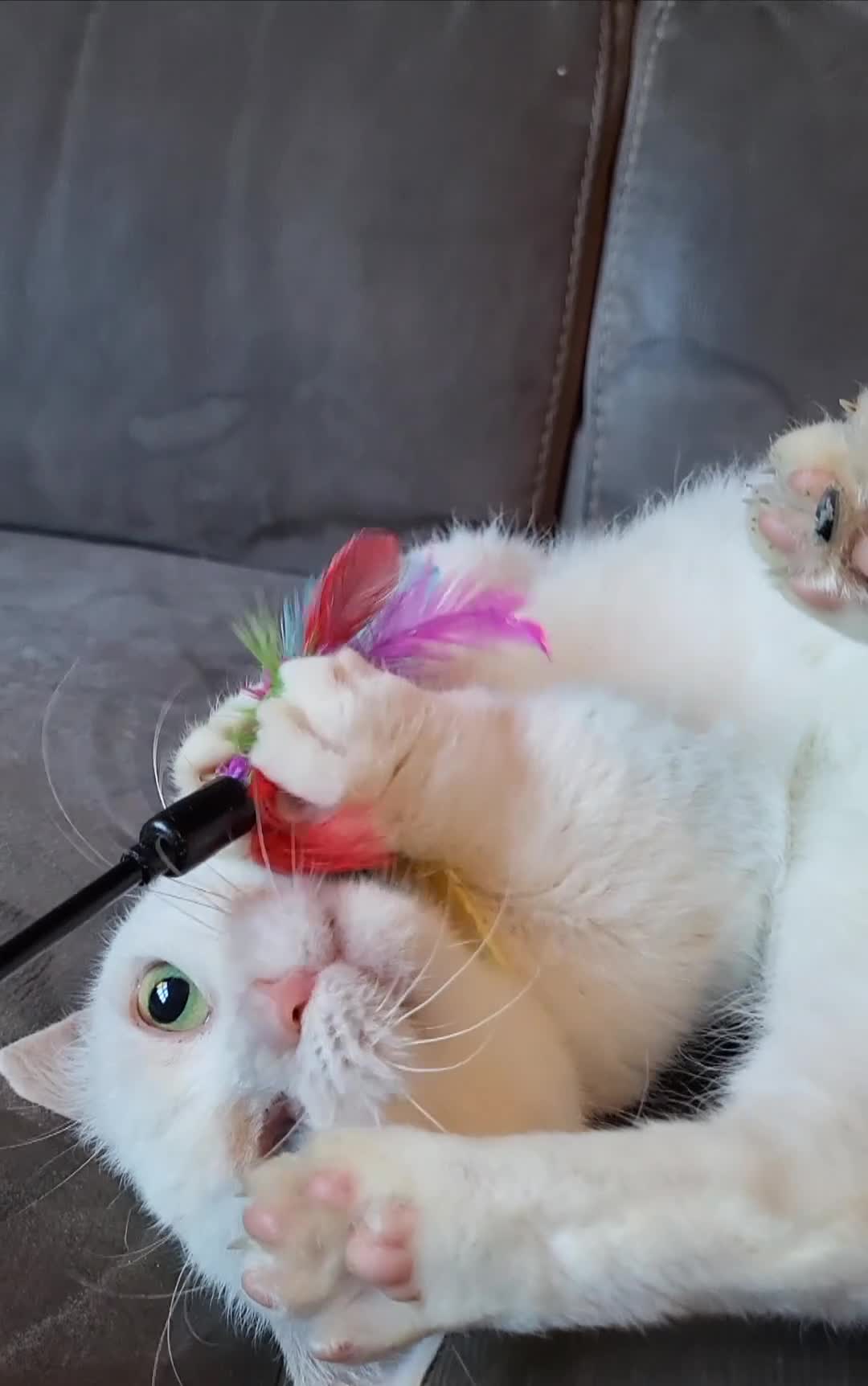 Munchkin cats for sale: Exceptional Quality & Extremely Rare Minuets - Video 1
