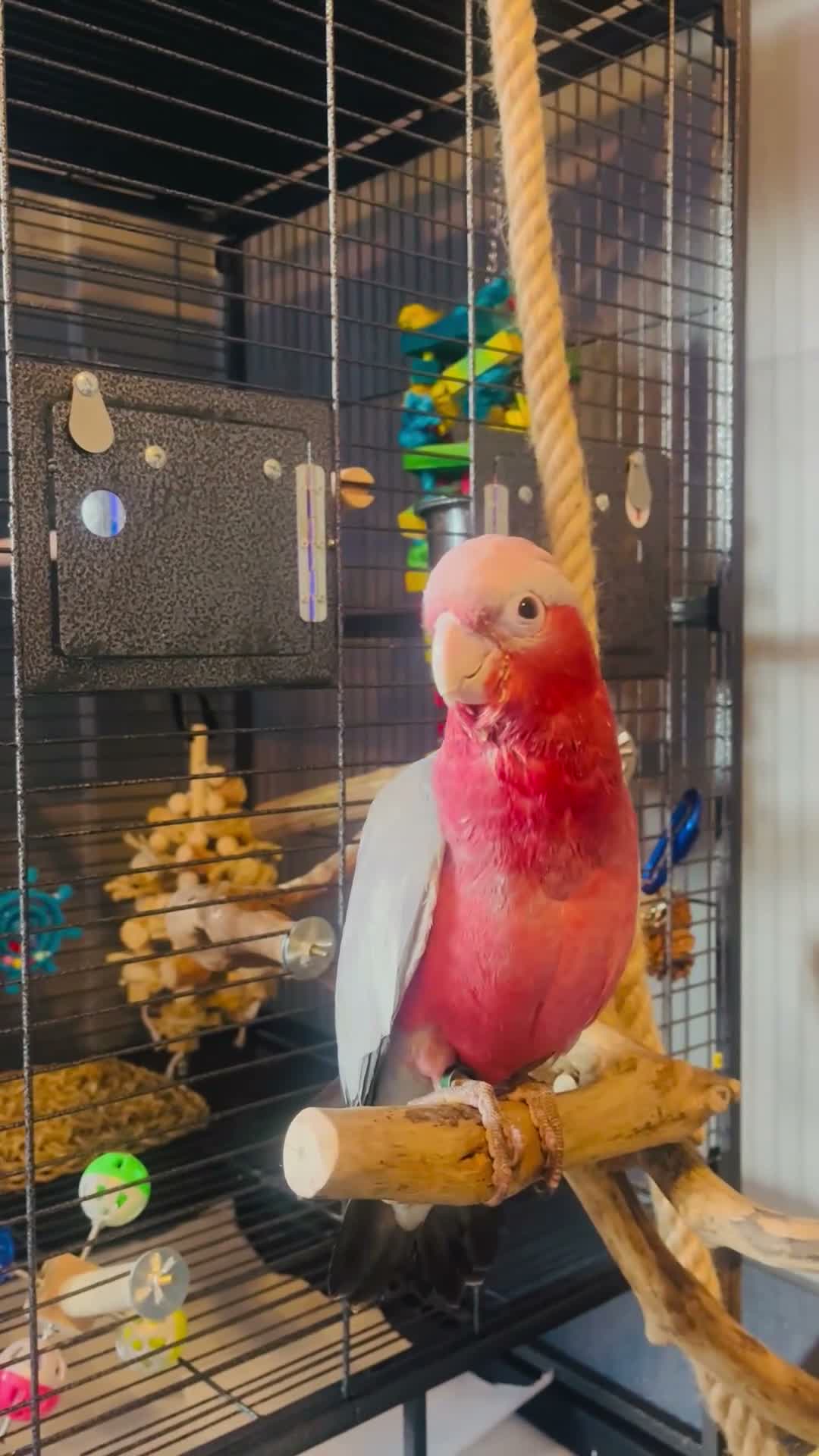 Cockatoo birds for sale: This is Elvis, extremely loving and a lot of fun in Colchester - Video 3