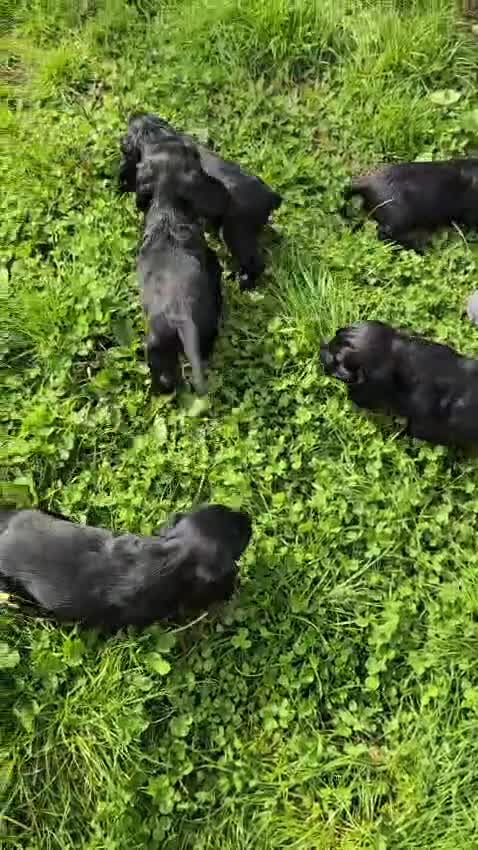 Cocker Spaniel dogs for sale: Show Cocker Spaniel Puppies Homebred Licenced - Video 2