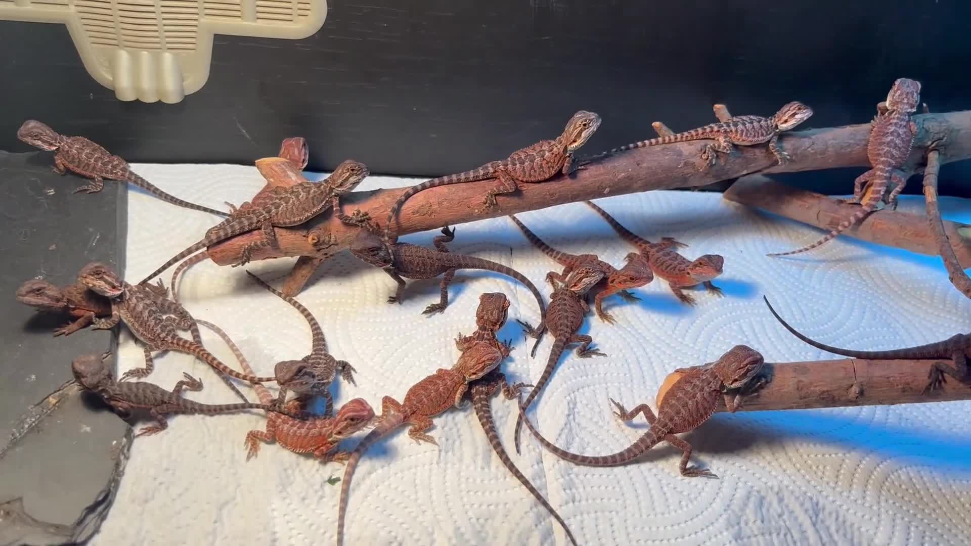 Bearded Dragon reptiles for sale: 100% red monster bearded dragon babies🐉 - Video 4
