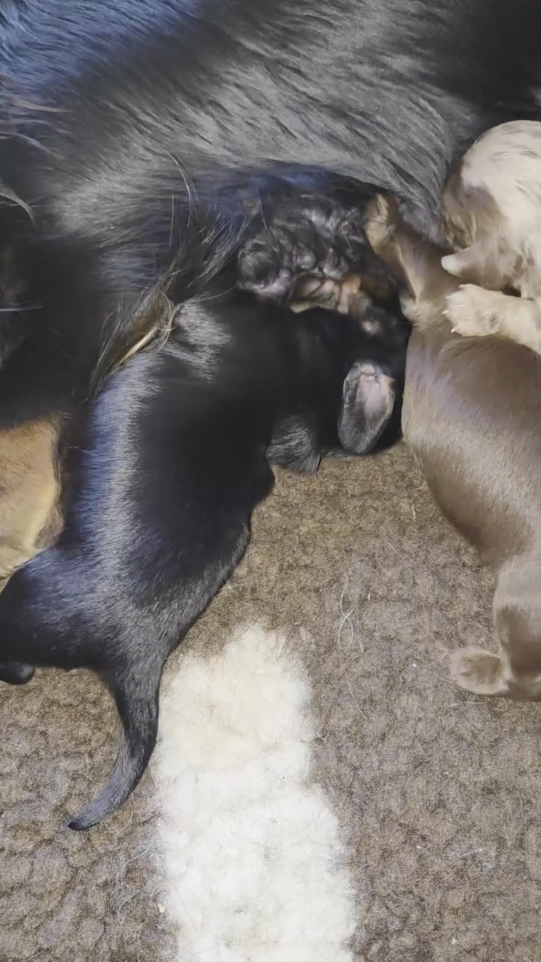 Miniature Dachshund dogs for sale: Stunning KC Registered Longhaired Mini Dachshunds - Video 1