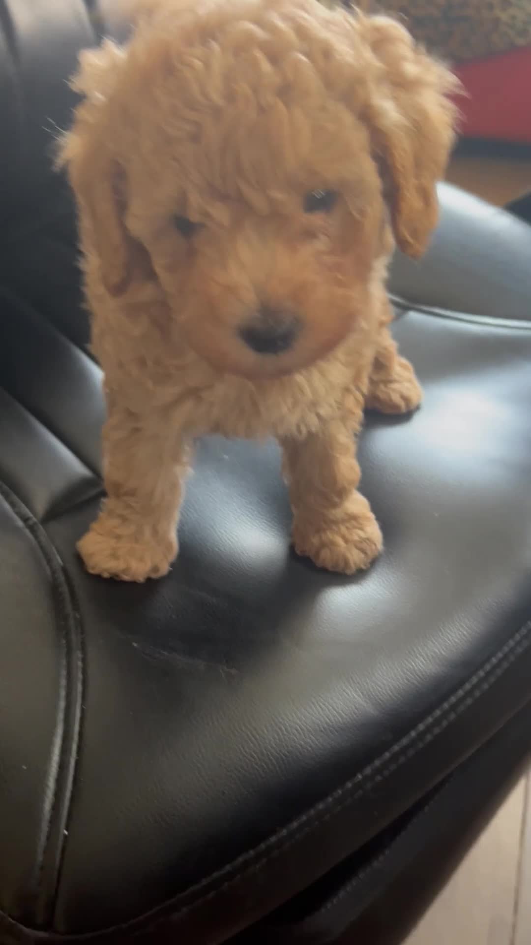 Toy Poodle dogs for sale: Red toy poodle puppies - Video 1