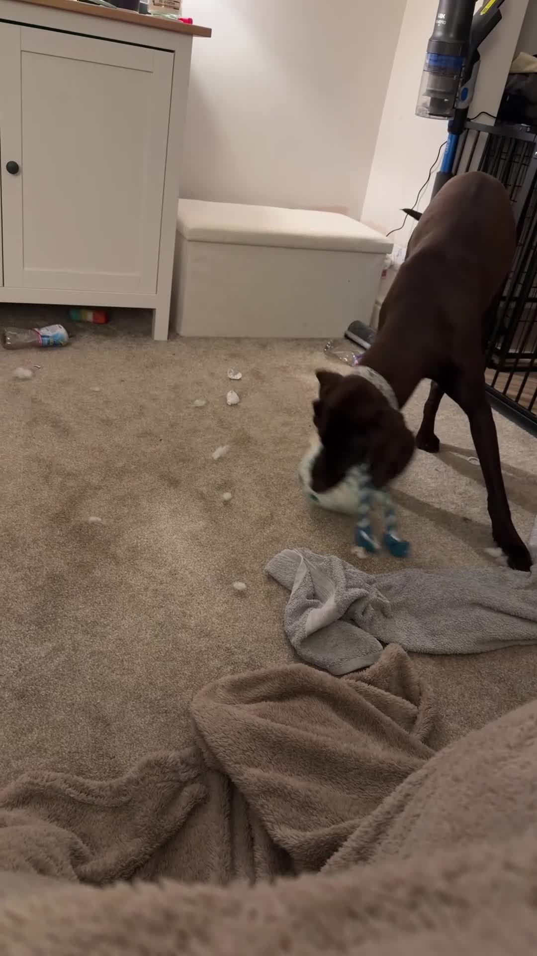 Mixed Breed dogs for sale: Sad rehoming - 1yo GSP x Weimaraner - Video 1