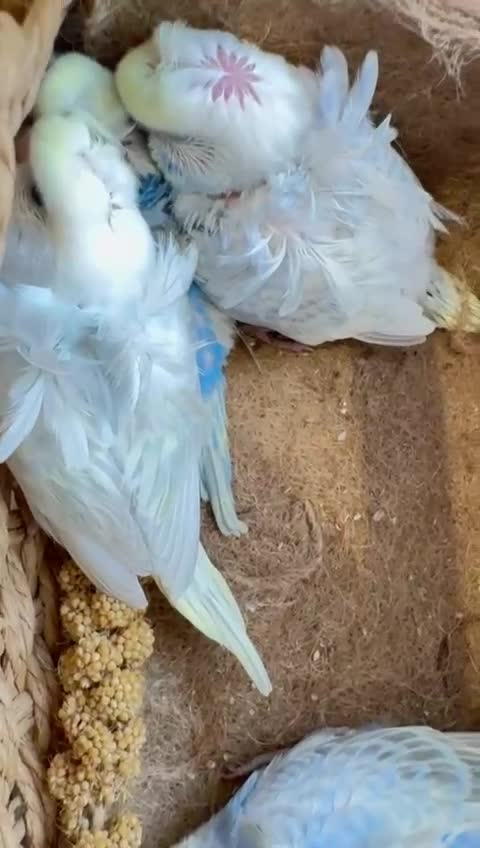 Budgerigars birds for sale: Rainbow ,hagoromo baby budgies hand tamed & reared - Video 1