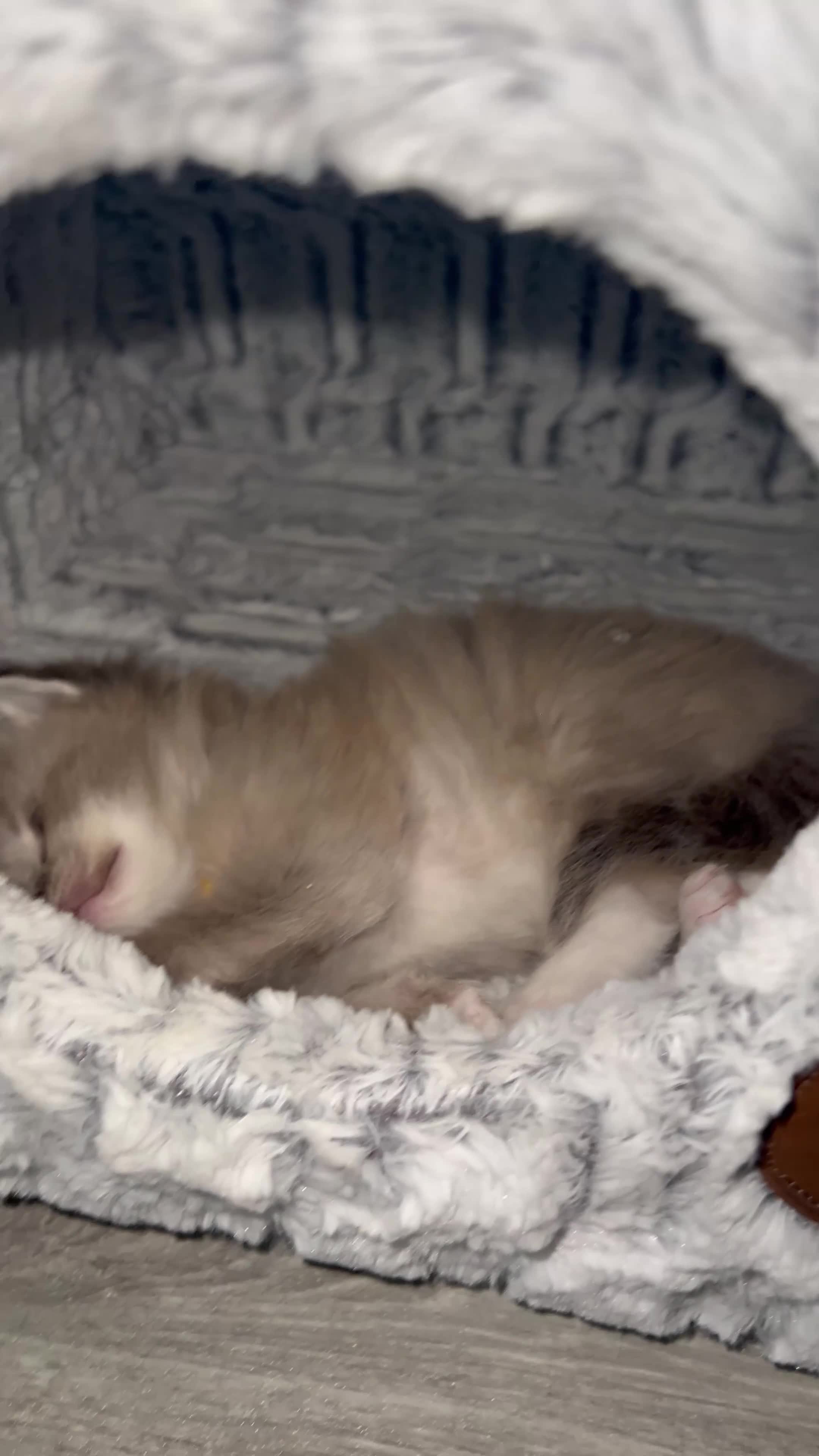 Ragdoll cats for sale: Registered Ragdoll Kittens for Sale - Video 1
