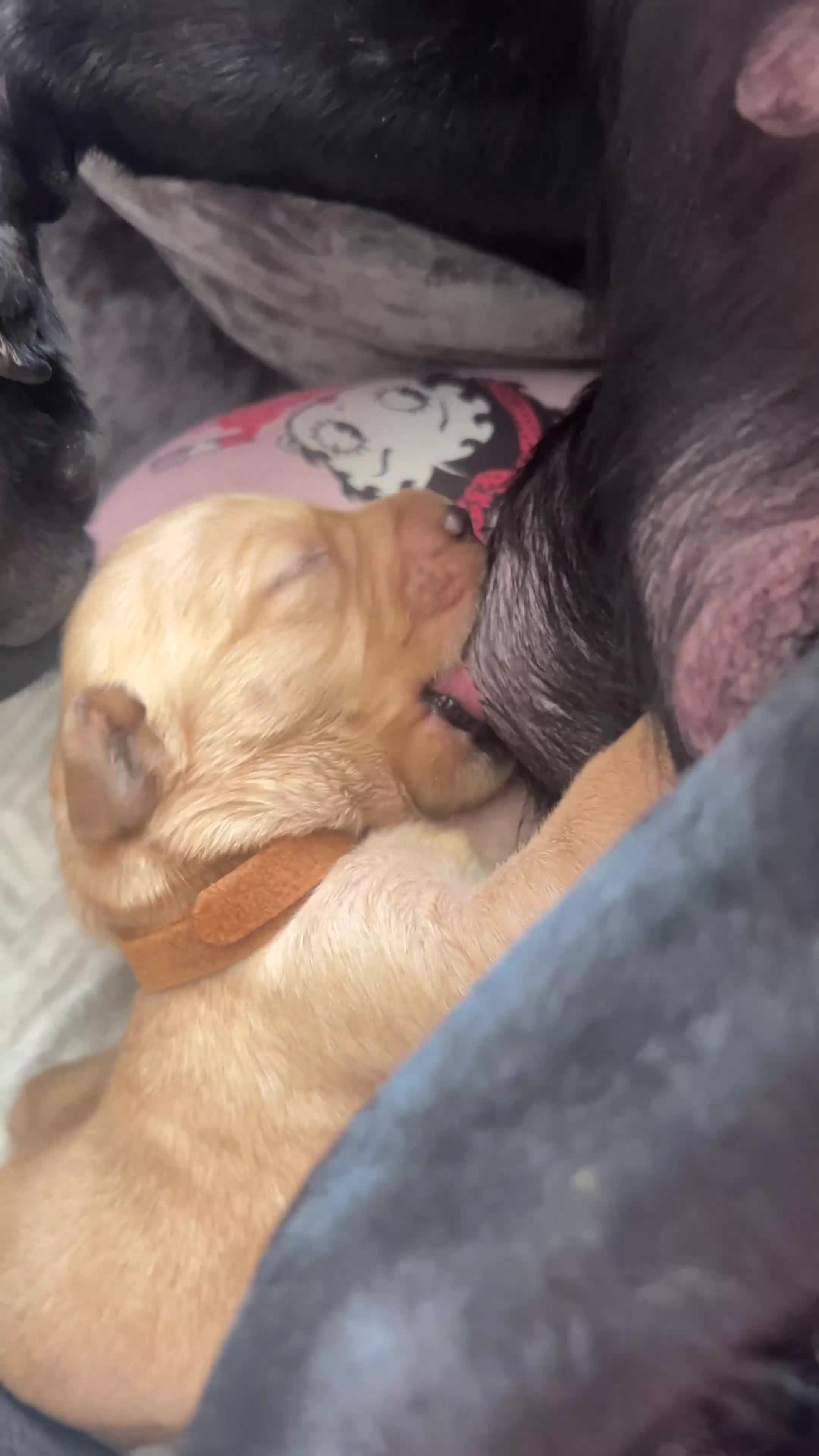 Springador dogs for sale: 3/4 Labrador (Springador x Labrador) Pups for Sale - Video 2