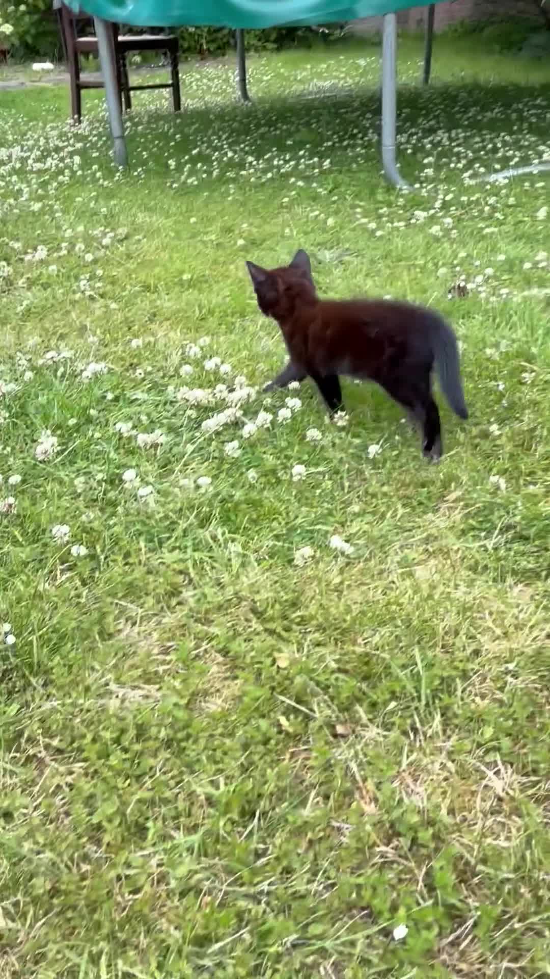 Mixed Breed cats for sale: Tabby  - Video 2