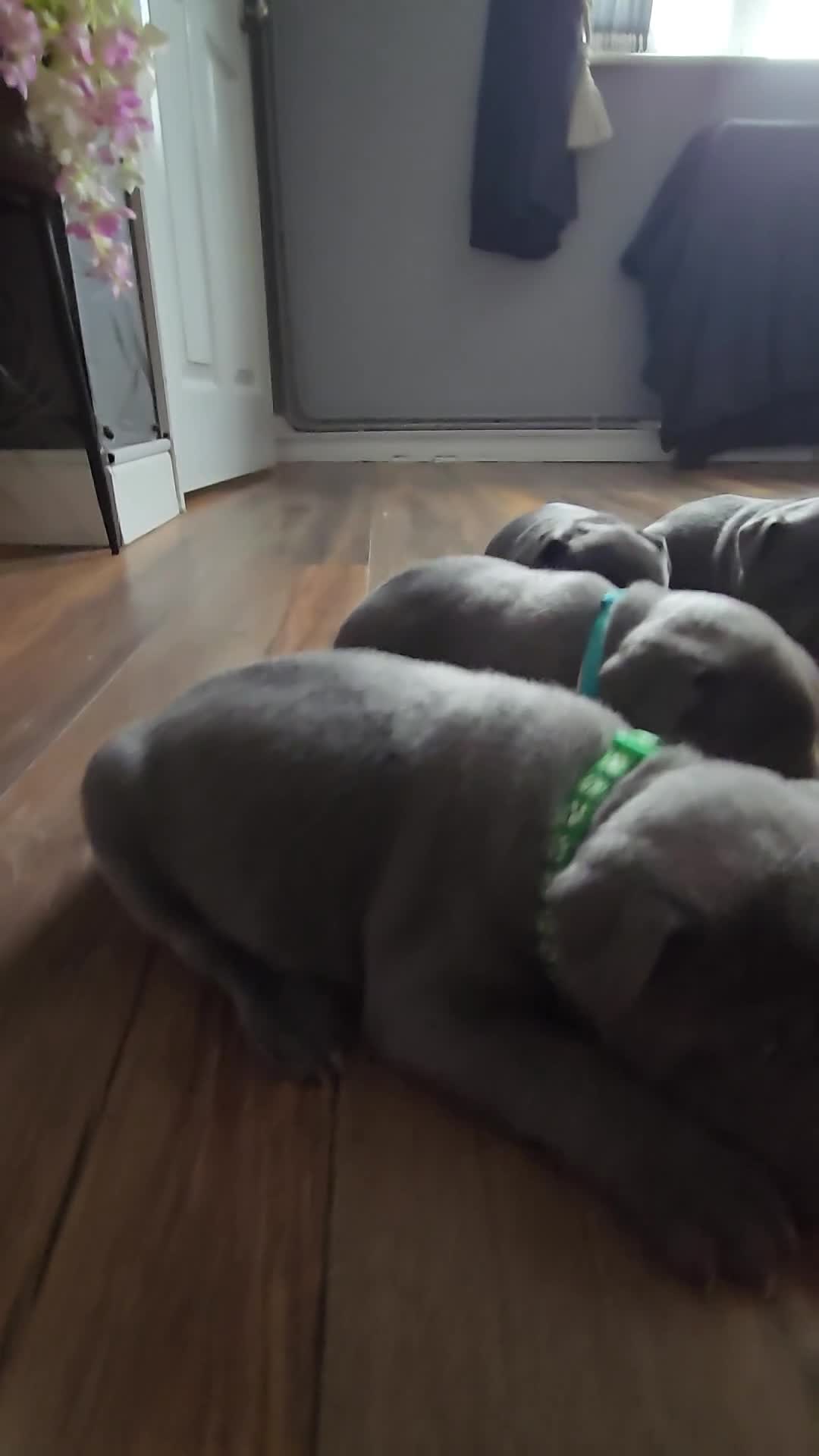 Staffordshire Bull Terrier dogs for sale: 4 beutiful blue staffies dad and mum kc  - Video 1