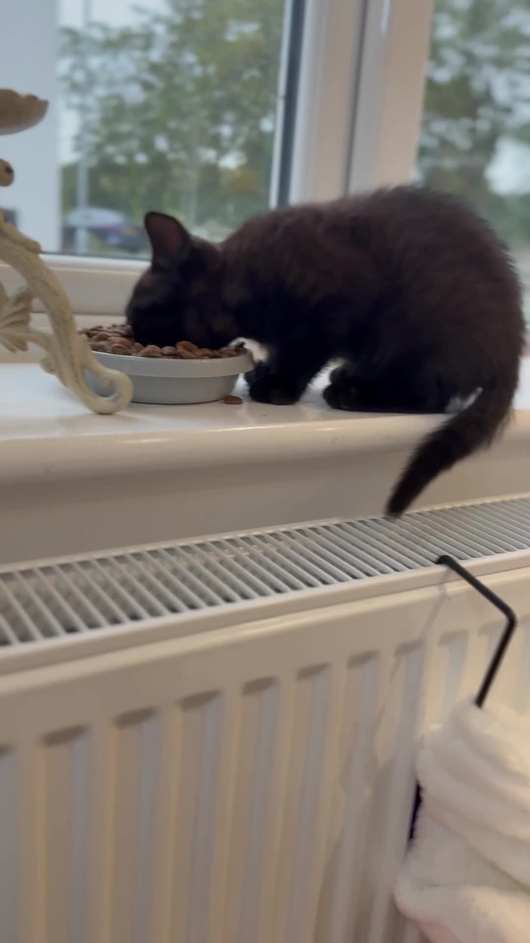 British Shorthair cats for sale: Full BSH kittens ready to leave now, 14 weeks old - Video 4