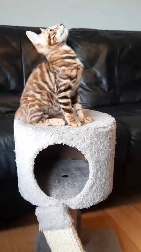 Toyger cats for sale: STUNNING TICA REG, PEDIGREE TOYGER CUBS - Video 2