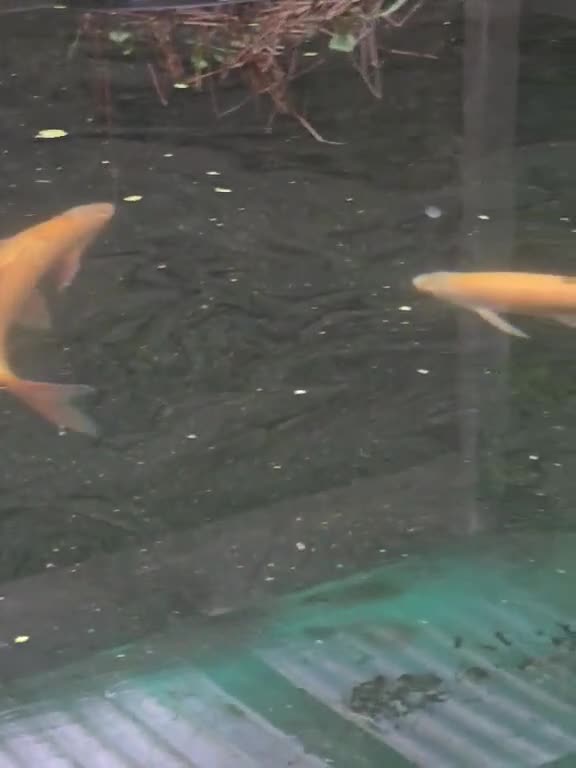 Koi Carp fish for sale: Koi fish in Newcastle upon Tyne - Video 2