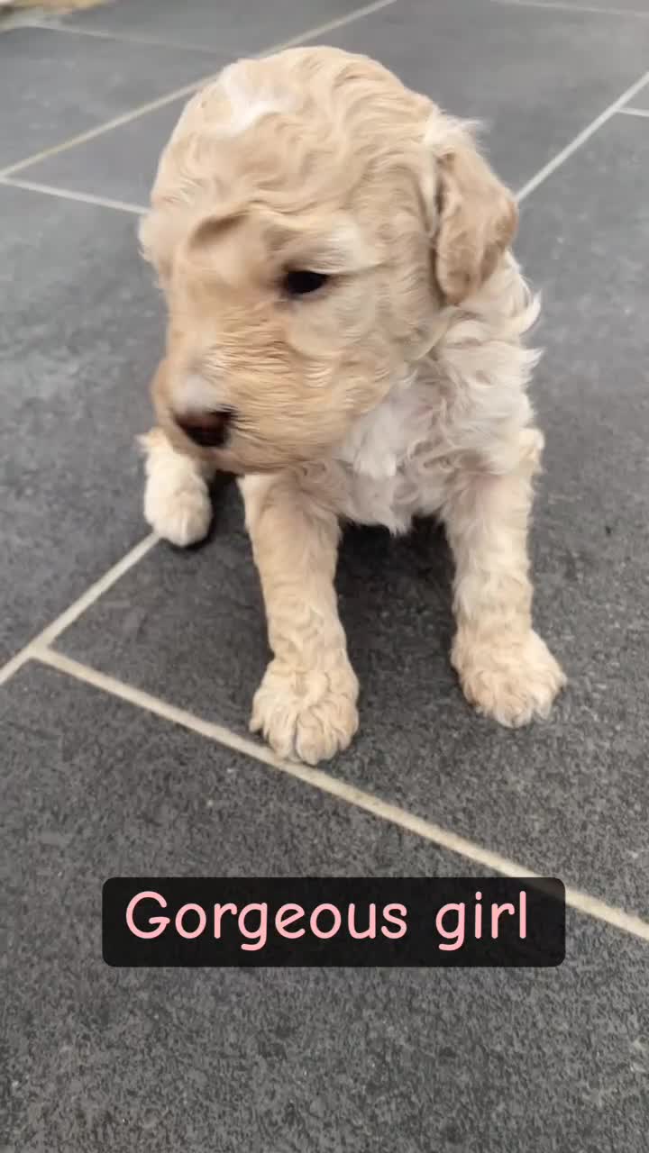 Poochon dogs for sale: Ready to leave NOW poochons🐶❤️ - Video 4